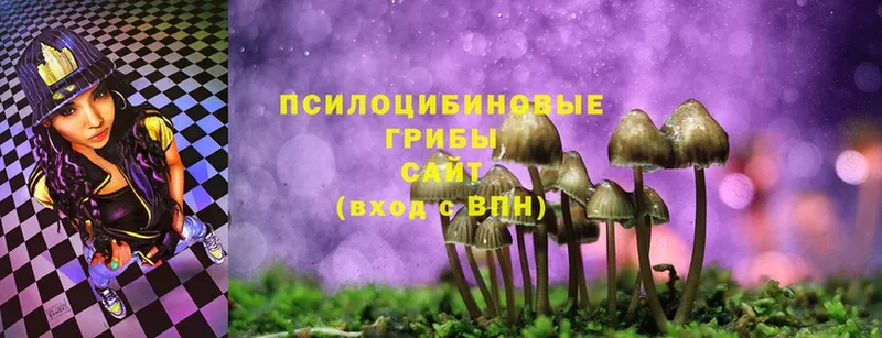 Галлюциногенные грибы Psilocybe  Киров 